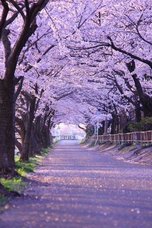 樱花树巷