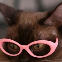 橘猫戴眼镜头像图片